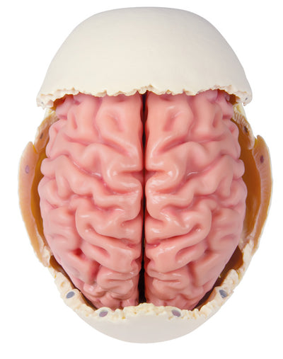 Anatomisches Gehirnmodell, lebensgroß, 5-teilig - EZ Augmented Anatomy, C918 Erler-Zimmer