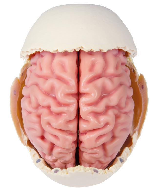 Anatomisches Gehirnmodell, lebensgroß, 5-teilig - EZ Augmented Anatomy, C918 - Notemed Medizintechnik 