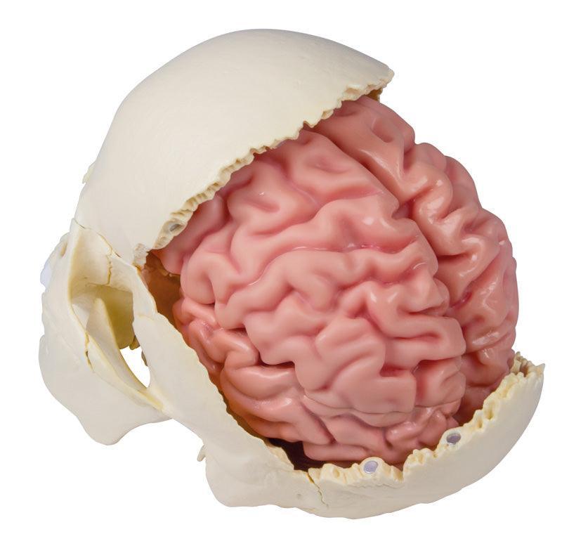 Anatomisches Gehirnmodell, lebensgroß, 5-teilig - EZ Augmented Anatomy, C918 - Notemed Medizintechnik 