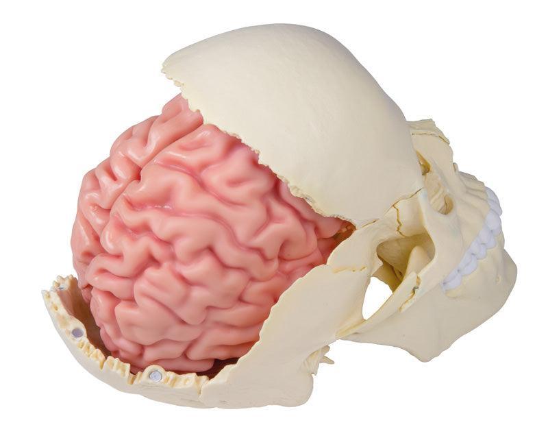 Anatomisches Gehirnmodell, lebensgroß, 5-teilig - EZ Augmented Anatomy, C918 - Notemed Medizintechnik 