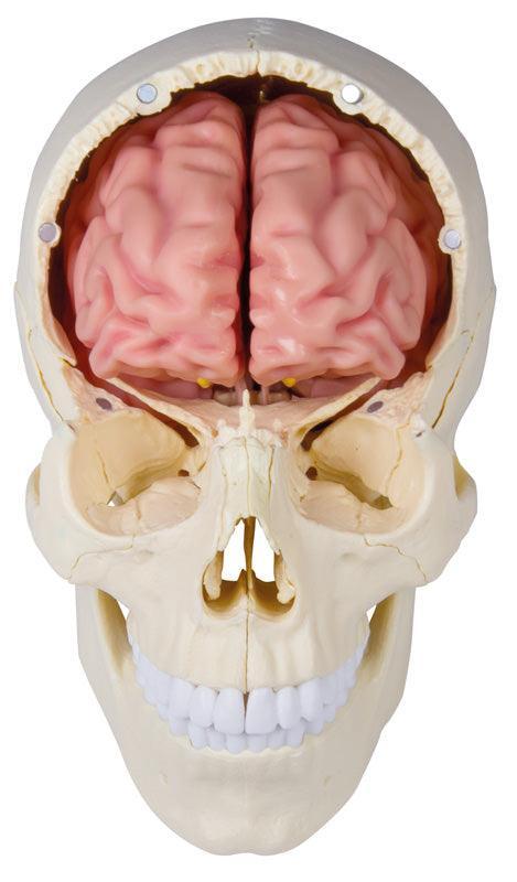 Anatomisches Gehirnmodell, lebensgroß, 5-teilig - EZ Augmented Anatomy, C918 - Notemed Medizintechnik 