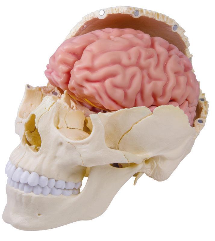 Anatomisches Gehirnmodell, lebensgroß, 5-teilig - EZ Augmented Anatomy, C918 - Notemed Medizintechnik 