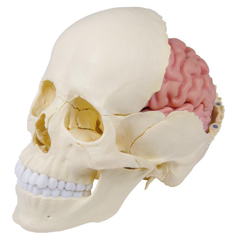 Anatomisches Gehirnmodell, lebensgroß, 5-teilig - EZ Augmented Anatomy, C918 - Notemed Medizintechnik 