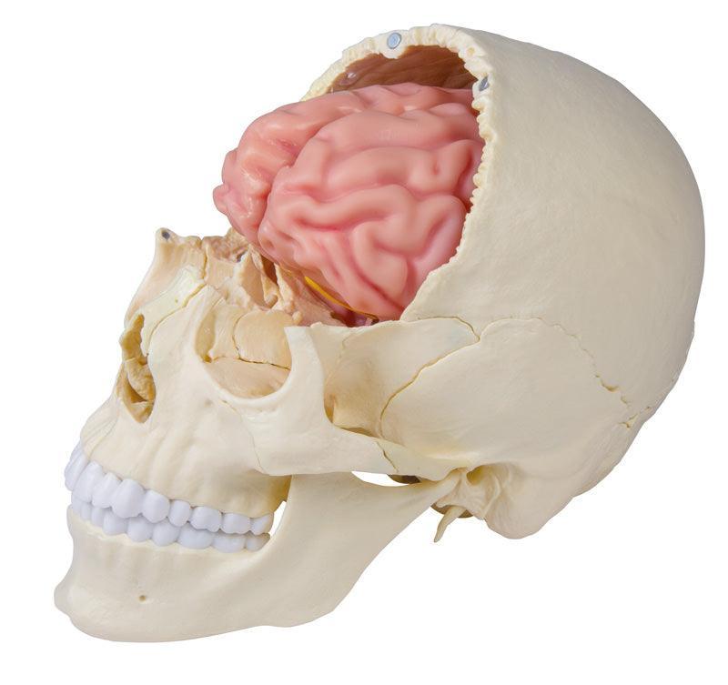 Anatomisches Gehirnmodell, lebensgroß, 5-teilig - EZ Augmented Anatomy, C918 - Notemed Medizintechnik 