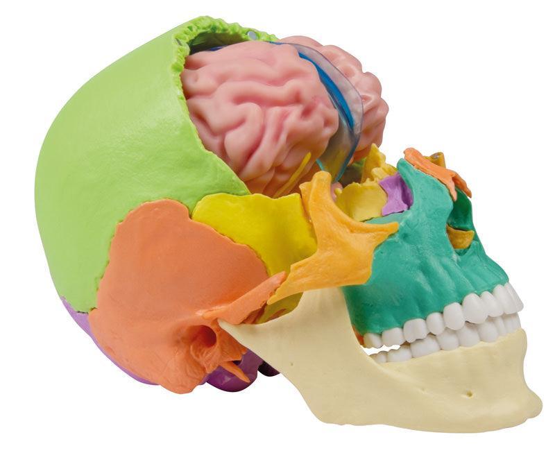 Anatomisches Gehirnmodell, lebensgroß, 5-teilig - EZ Augmented Anatomy, C918 - Notemed Medizintechnik 