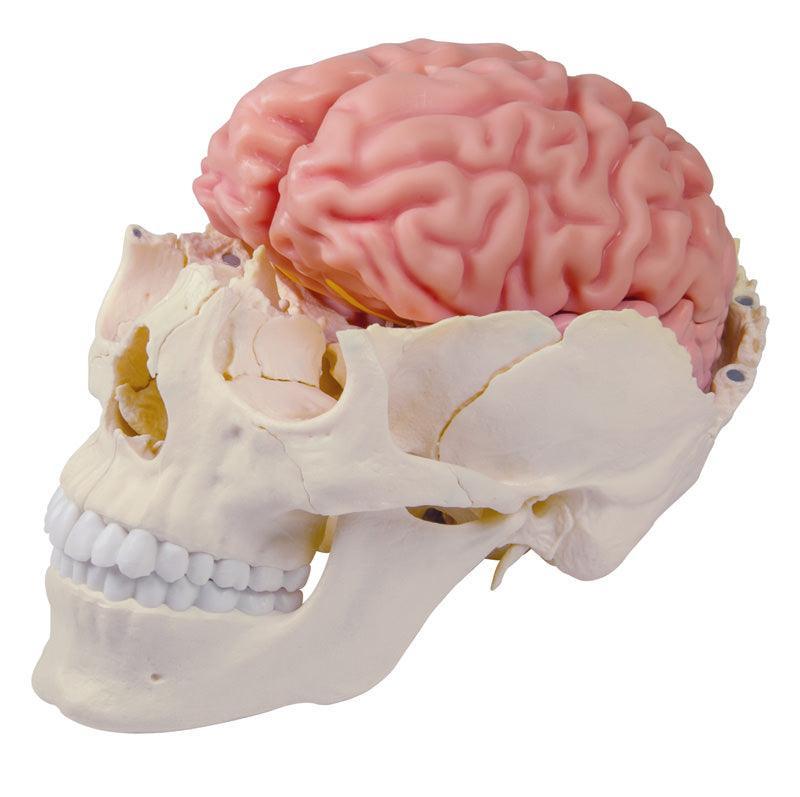 Anatomisches Gehirnmodell, lebensgroß, 5-teilig - EZ Augmented Anatomy, C918 - Notemed Medizintechnik 