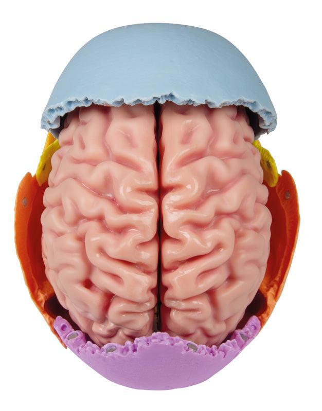 Anatomisches Gehirnmodell, lebensgroß, 5-teilig - EZ Augmented Anatomy, C918 - Notemed Medizintechnik 