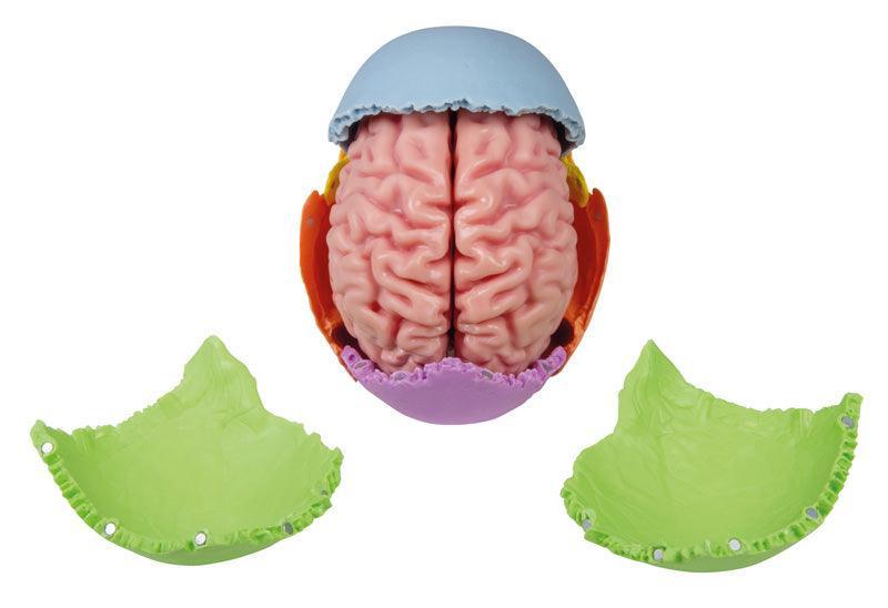 Anatomisches Gehirnmodell, lebensgroß, 5-teilig - EZ Augmented Anatomy, C918 - Notemed Medizintechnik 