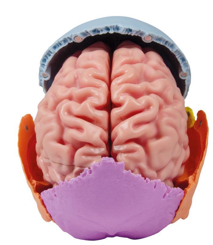 Anatomisches Gehirnmodell, lebensgroß, 5-teilig - EZ Augmented Anatomy, C918 - Notemed Medizintechnik 