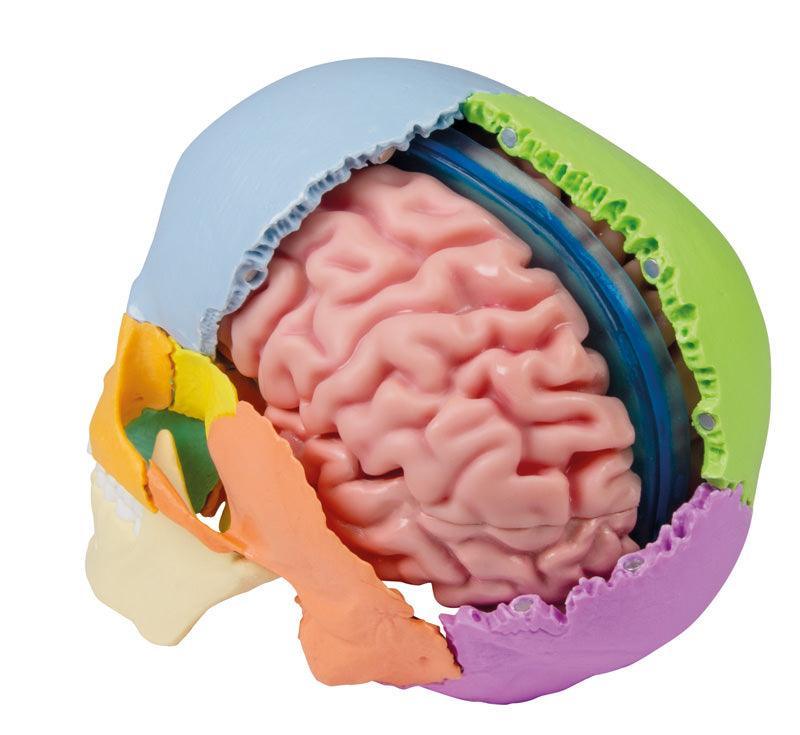 Anatomisches Gehirnmodell, lebensgroß, 5-teilig - EZ Augmented Anatomy, C918 - Notemed Medizintechnik 