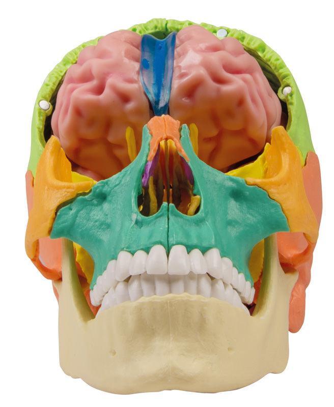 Anatomisches Gehirnmodell, lebensgroß, 5-teilig - EZ Augmented Anatomy, C918 - Notemed Medizintechnik 