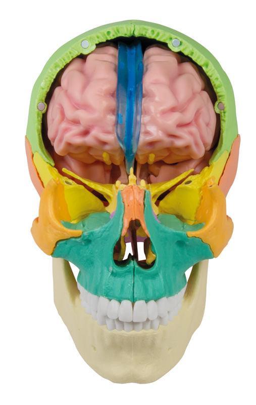 Anatomisches Gehirnmodell, lebensgroß, 5-teilig - EZ Augmented Anatomy, C918 - Notemed Medizintechnik 