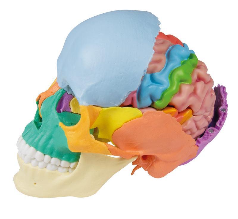 Anatomisches Gehirnmodell, lebensgroß, 5-teilig - EZ Augmented Anatomy, C918 - Notemed Medizintechnik 