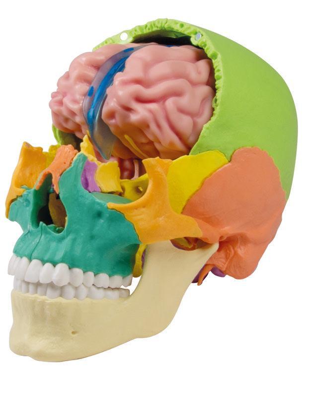 Anatomisches Gehirnmodell, lebensgroß, 5-teilig - EZ Augmented Anatomy, C918 - Notemed Medizintechnik 