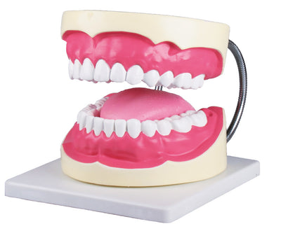 Zahnpflegemodell, 3-fache Größe, D216 Erler-Zimmer
