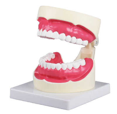 Zahnpflegemodell, 1,5-fache Größe, D217 Erler-Zimmer