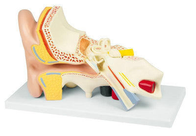 Ohrmodell, 3-fache Größe, 4 Teile - EZ Augmented Anatomy, E210 - Notemed Medizintechnik 