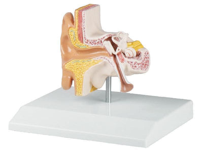 Ohrmodell, 1,5-fache Größe - EZ Augmented Anatomy, E220 - Notemed Medizintechnik 
