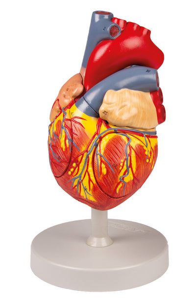Herzmodell, 2-fache Lebensgröße, 4 Teile, G112 Erler-Zimmer