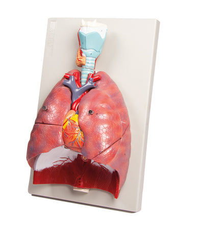 Lunge, Herz und Kehlkopf, 7 Teile, G115 Erler-Zimmer