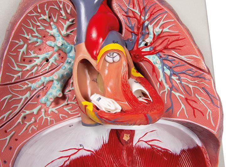 Lunge, Herz und Kehlkopf, 7 Teile, G115 - Notemed Medizintechnik 