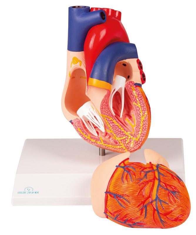 Herzmodell, 2-teilig mit Reizleitungssystem, G207 - Notemed Medizintechnik 