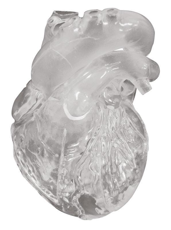 Herz flexibel, didaktische Ausführung, transparent, G510 - Notemed Medizintechnik 