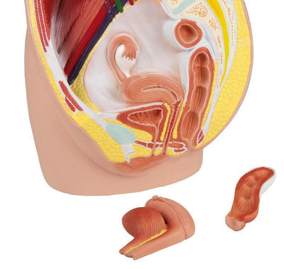 Weibliche Beckenhälfte, natürliche Größe, 3-teilig, H210 Erler-Zimmer