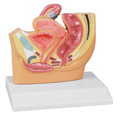 Weiblicher Beckenschnitt, verkleinert - EZ Augmented Anatomy, H220 - Notemed Medizintechnik 