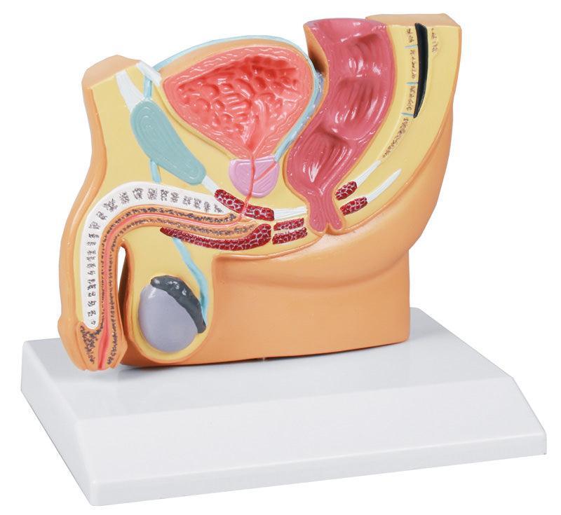 Männlicher Beckenschnitt, verkleinert - EZ Augmented Anatomy, H221 - Notemed Medizintechnik 