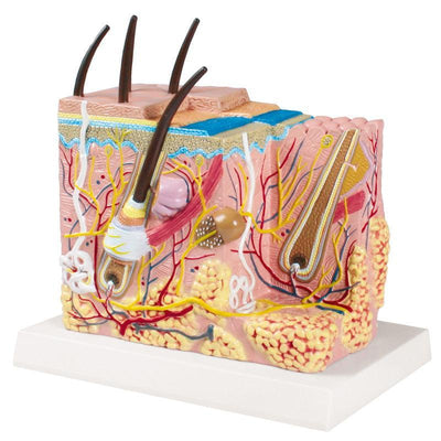 Haut Blockmodell - EZ Augmented Anatomy, J213 - Notemed Medizintechnik 