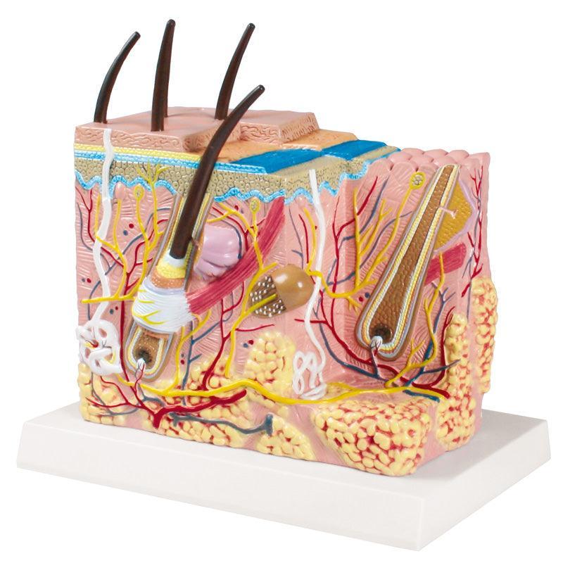 Haut Blockmodell - EZ Augmented Anatomy, J213 - Notemed Medizintechnik 