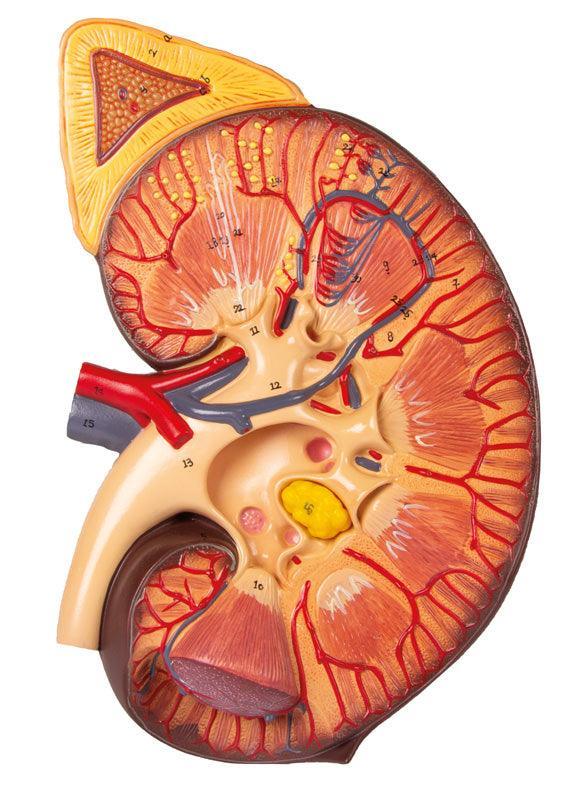 Nierenschnitt, Nephron und Nierenkörperchen, K111 - Notemed Medizintechnik 