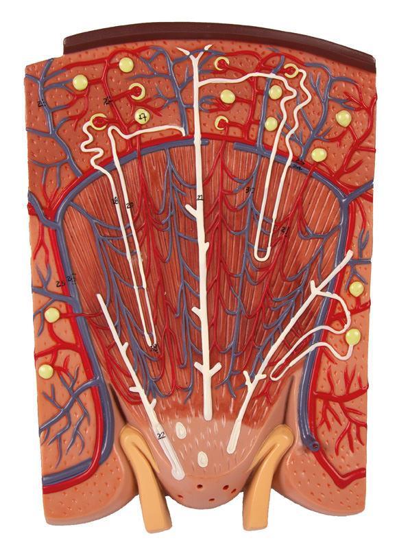 Nierenschnitt, Nephron und Nierenkörperchen, K111 - Notemed Medizintechnik 
