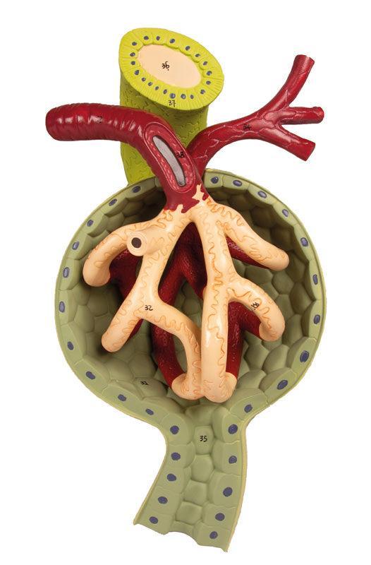 Nierenschnitt, Nephron und Nierenkörperchen, K111 - Notemed Medizintechnik 