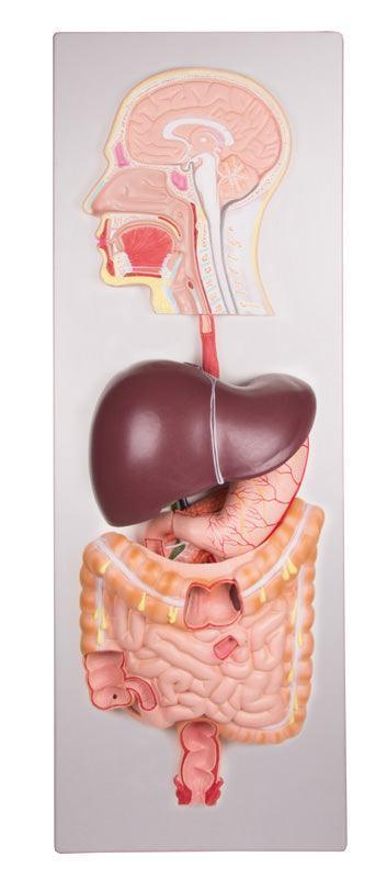 Verdauungssystem des Menschen, 5-teilig, K221 - Notemed Medizintechnik 