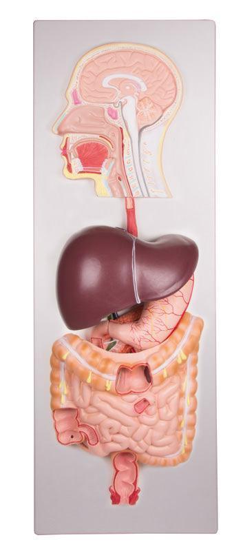 Verdauungssystem des Menschen, 5-teilig, K221 Erler-Zimmer
