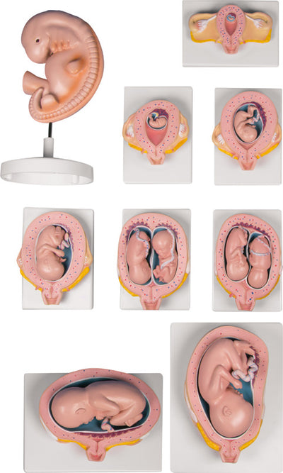 Schwangerschaftsserie, 9 Modelle, L204 - Notemed Medizintechnik 