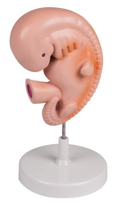 Menschlicher Embryo, 4 Wochen, L215 - Notemed Medizintechnik 
