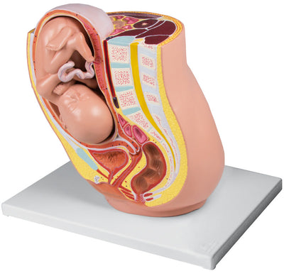 Schwangerschaftsbecken mit Fetus in der 32. Schwangerschaftswoche, 2-teilig, L220 - Notemed Medizintechnik 
