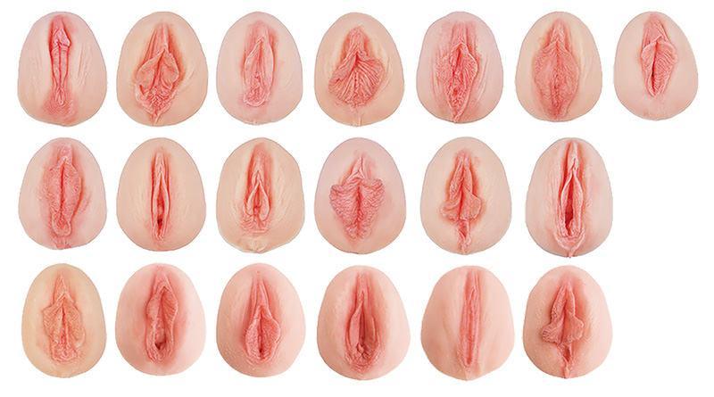 Vulva-Abdrücke mit vergleichender Anatomie, L222 - Notemed Medizintechnik 