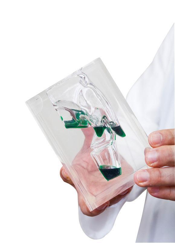 Transparentes Laryngopharynx Modell, LM104 - Notemed Medizintechnik 