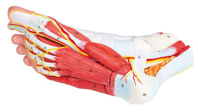 Anatomie des Fußes, 9-teilig, M139 - Notemed Medizintechnik 