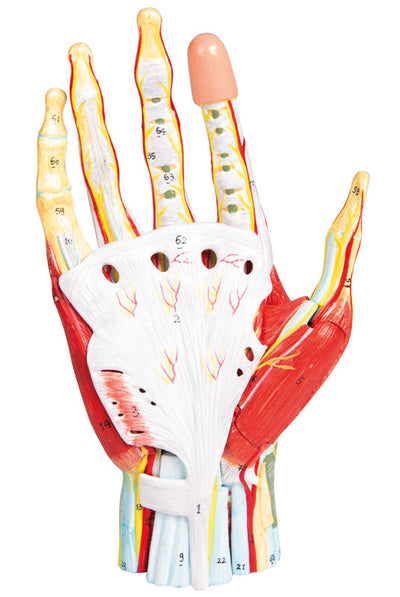 Anatomie der Hand, 7-teilig, M161 - Notemed Medizintechnik 