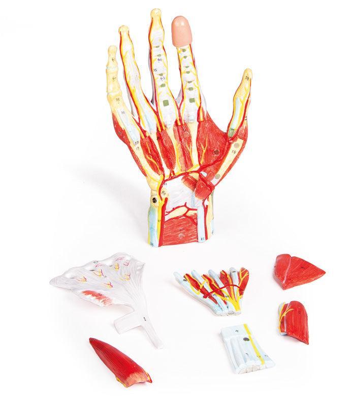 Anatomie der Hand, 7-teilig, M161 - Notemed Medizintechnik 