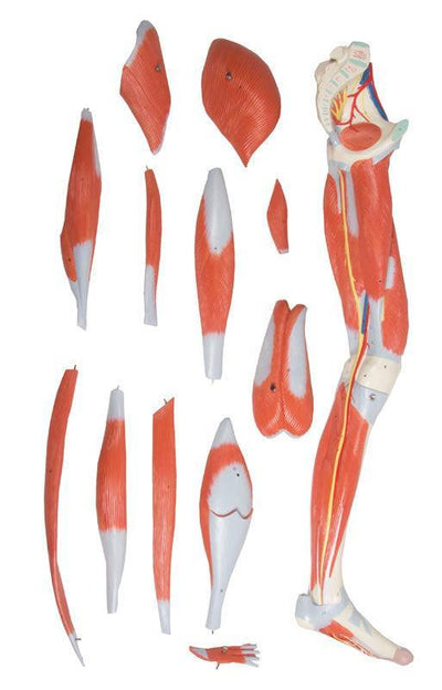 Beinmuskulatur, 13-teilig, M220 - Notemed Medizintechnik 