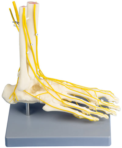 Neuro-Fuß, M28 - Notemed Medizintechnik 