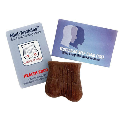 Hoden-Tastmodell, R10065 - Notemed Medizintechnik 
