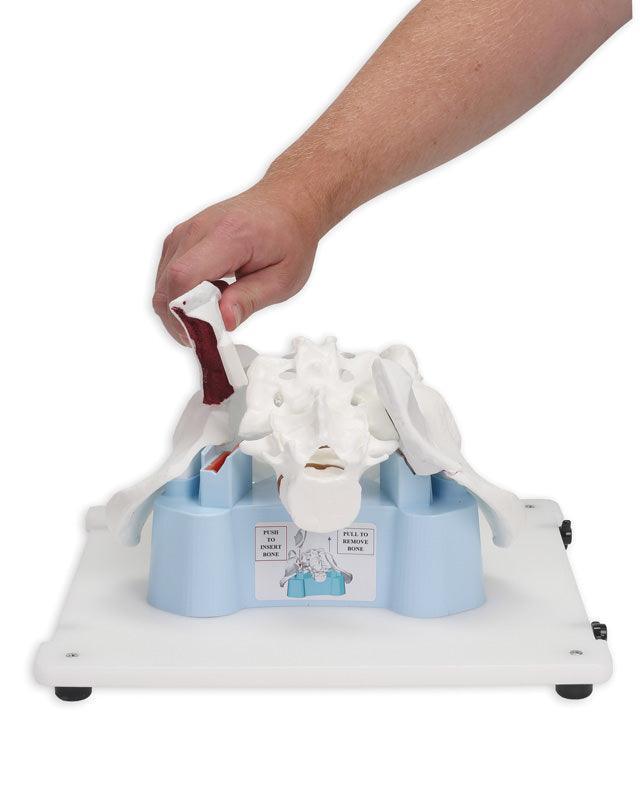 Bonnie Knochenmarkbiopsietrainer, R11051 - Notemed Medizintechnik 