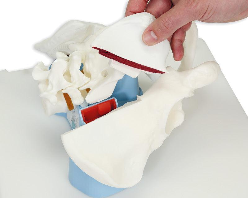 Bonnie Knochenmarkbiopsietrainer, R11051 - Notemed Medizintechnik 